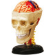Anatomie crâne et cerveau - Expérience anatomie - Explora science - MGM