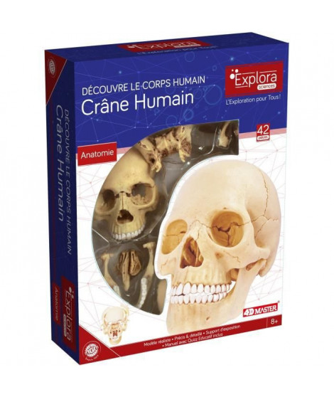 MGM - Explora - Anatomie crâne humain - Expérience anatomie