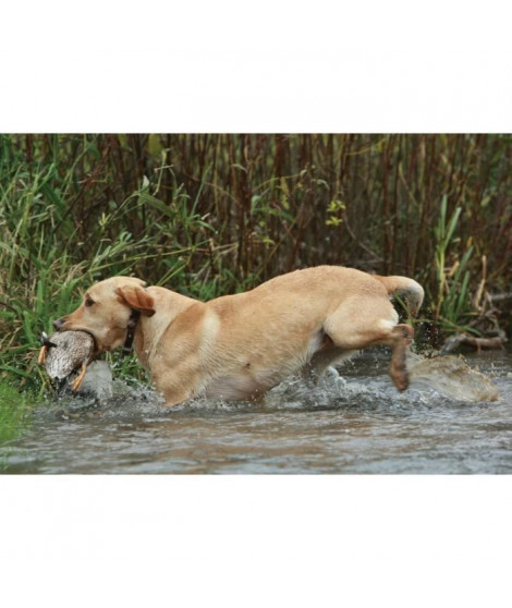 SportDOG - Systeme avec Collier de Dressage pour Chien, avec Télécommande, Submersible, 7 Niveaux de Stimulation - Portée 450m