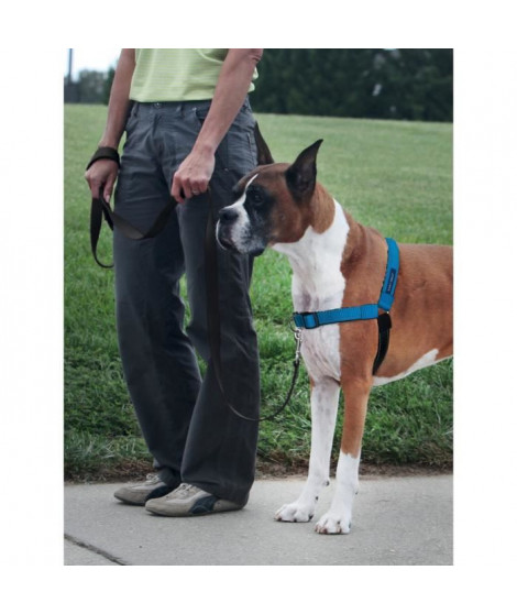 PetSafe - Harnais pour Chien Deluxe Easy Walk (M/L), Réfléchissant, Résistant, Facile a Utiliser, Anti-Traction - Bleu Océan