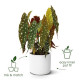 ELHO B.for Soft Pot de fleurs rond 35 - Blanc - Ø 35 x H 32 cm - intérieur - 100% recyclé