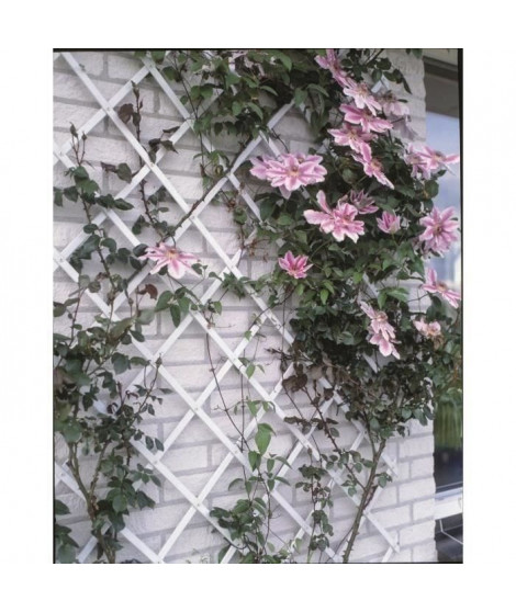 Treillis extensible plastique blanc - 100x200cm - Nature - S'adapte en largeur - Set de fixation